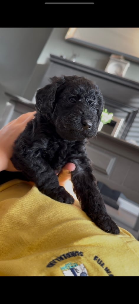 Miniature labradoodles 