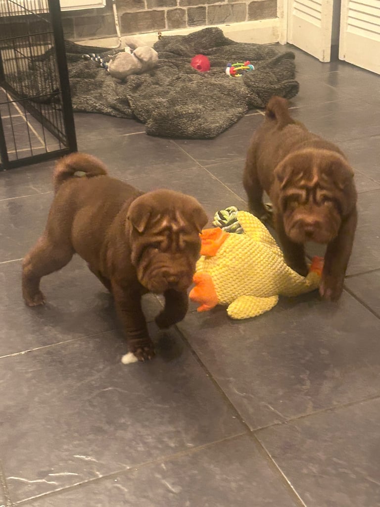 image for Sharpei puppies 