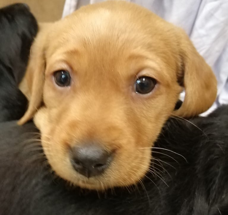 Beautiful Pups
