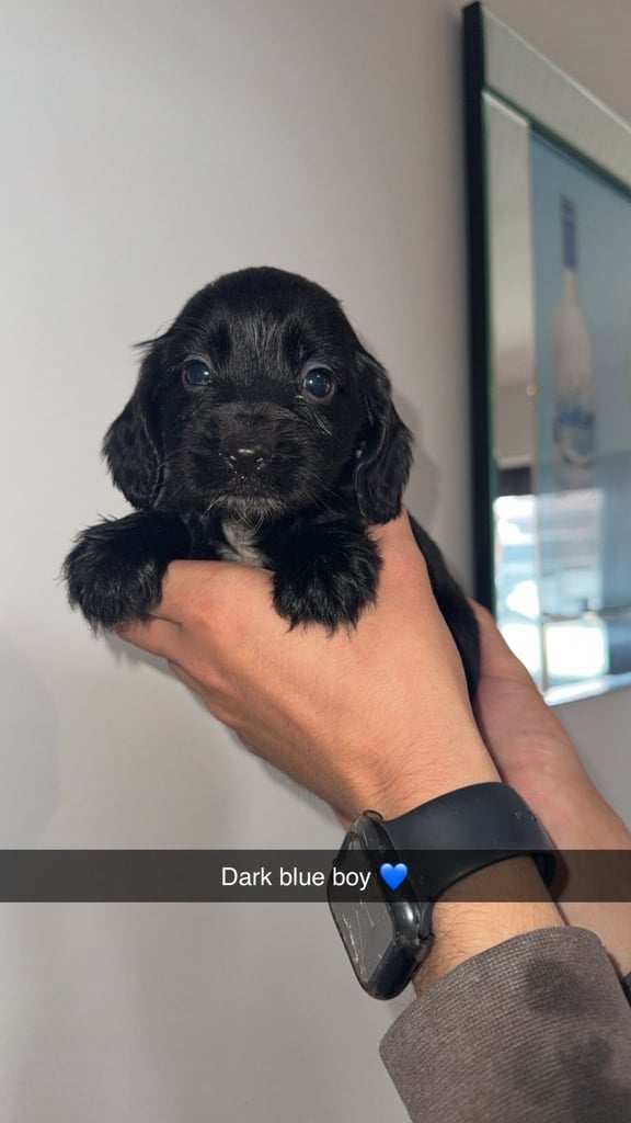 Cocker spaniel puppies 
