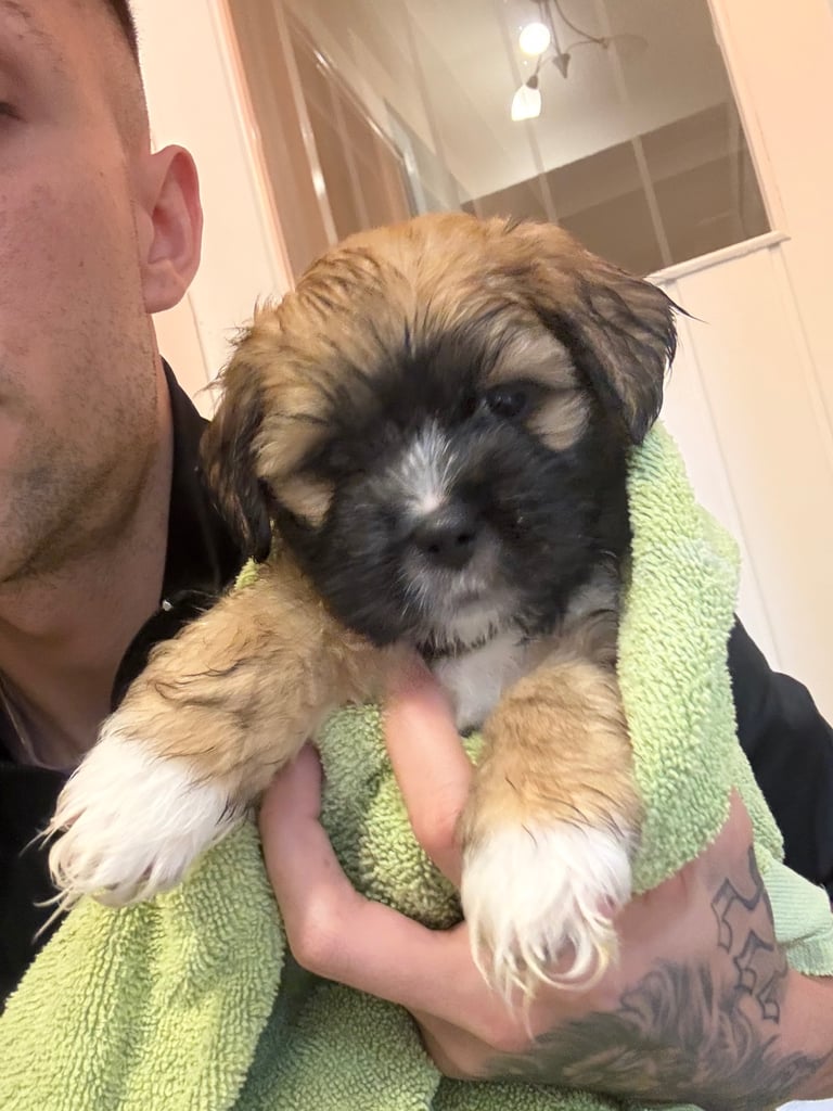 2 Lhasa Apso Puppies 