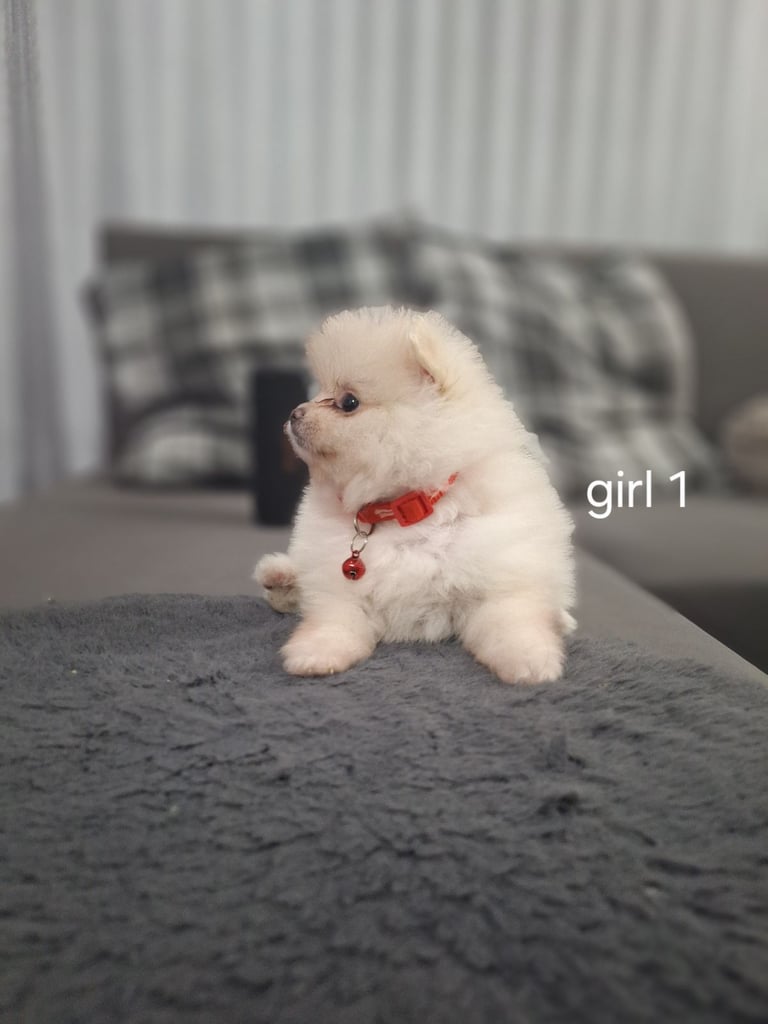 Beautiful pomeranian Teddy bear pomeranian puppies 