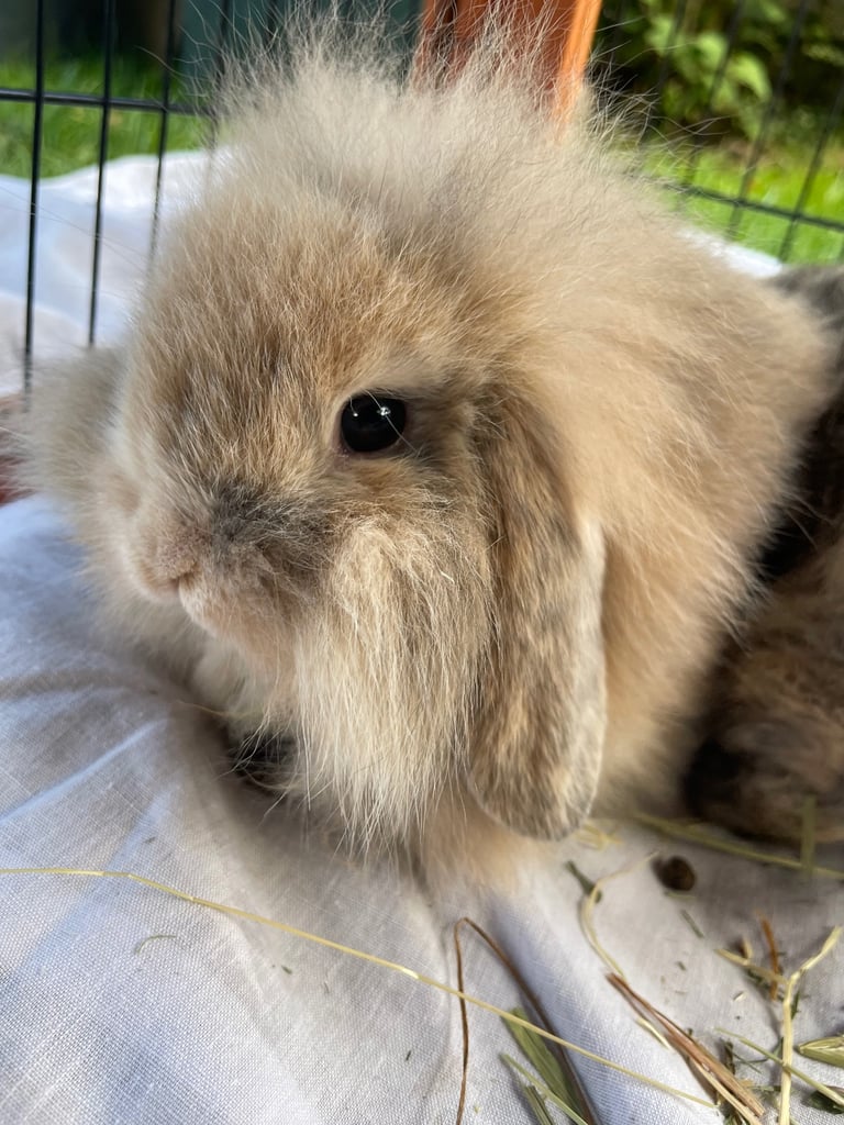 Mini lion lop - 1 boy left 