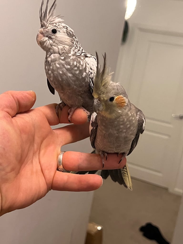 Budgies and cocktail for sale