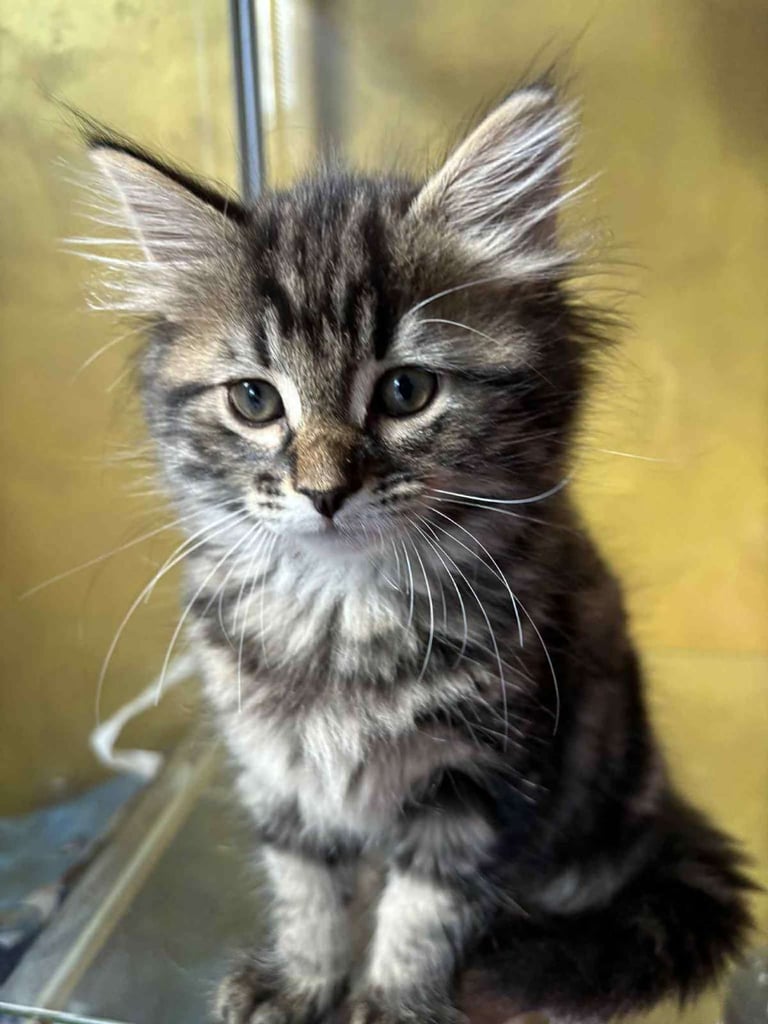 1 Male and 1 Female Long-Haired Tabby Kittens