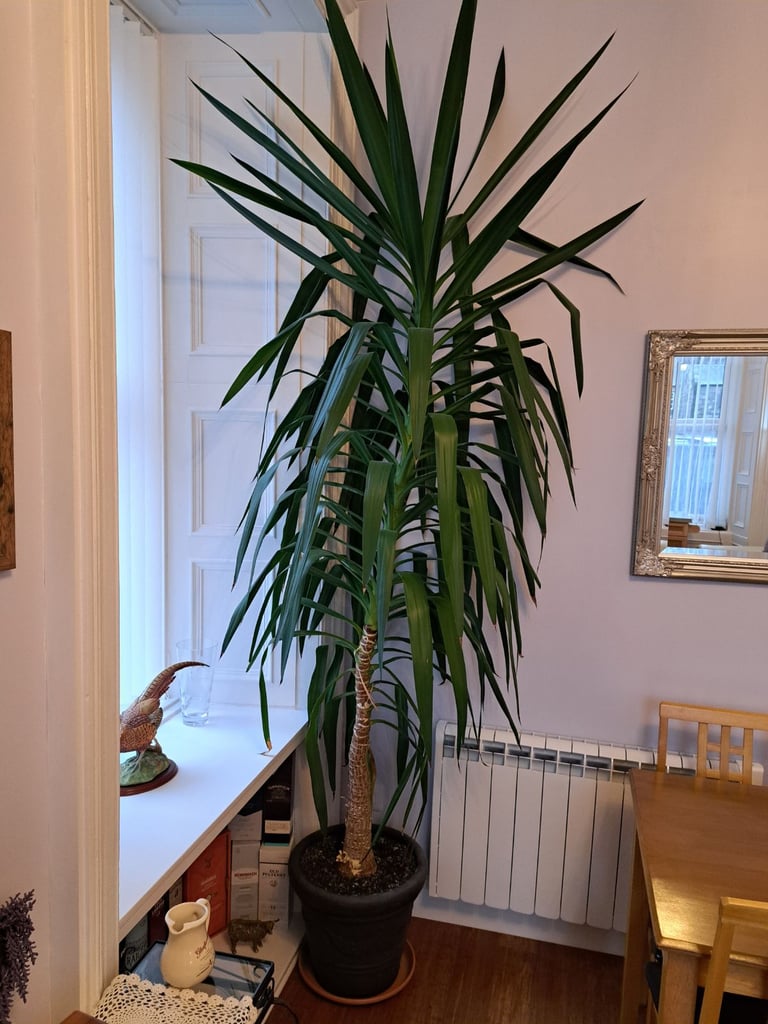 Yukka plant in pot excellent condition 10feet high