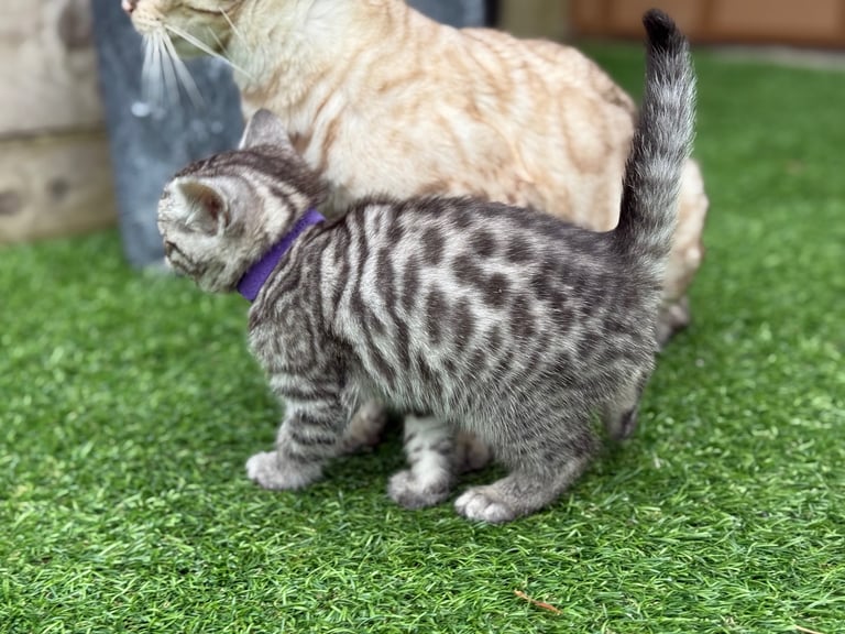 Beautiful Bengal Kittens 