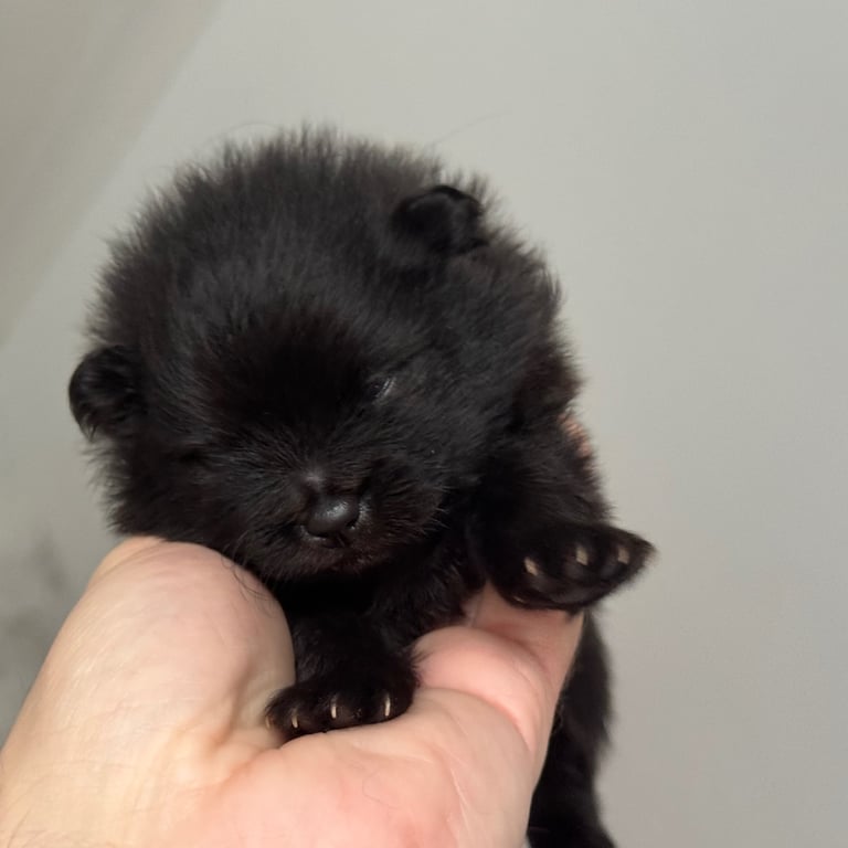 Fluffy and adorable Pomeranian puppies