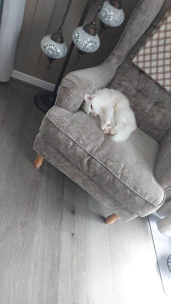 Beautiful Siberian white long hair male cat