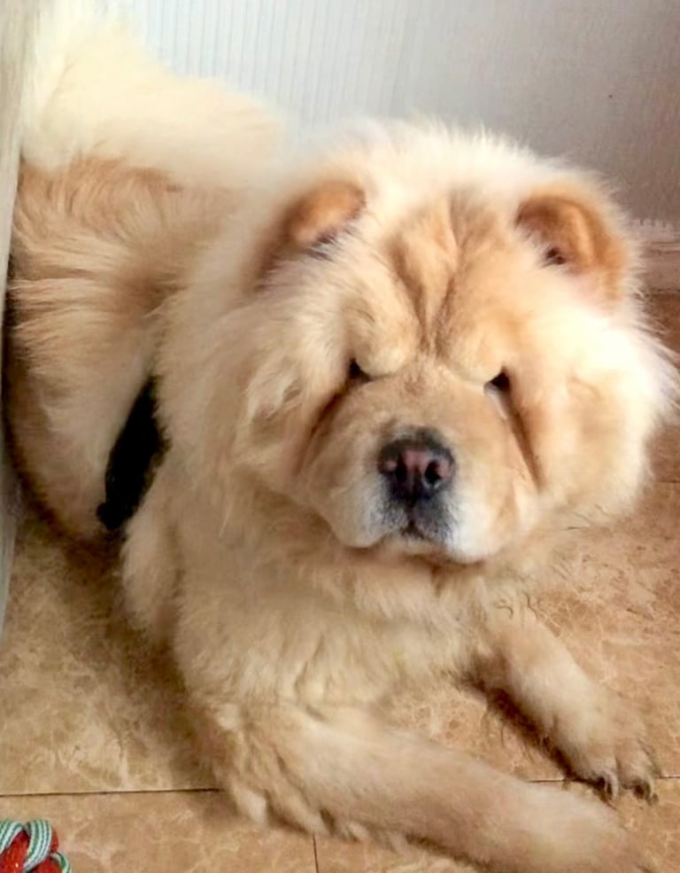 🩷 GORGEOUS KC FEMALE CHOW FOR SALE!!!! 🩷
