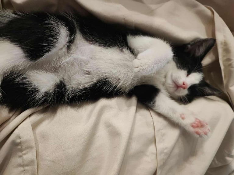 Little  girl for sales 