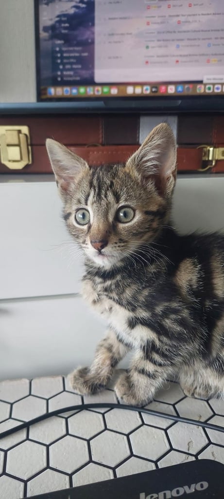 Lovely playful kitten, ready to go 🏡 Girl!