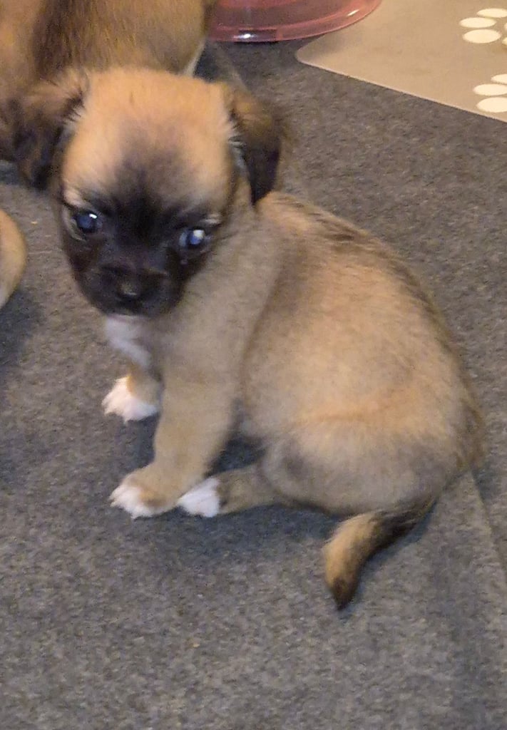 Chug puppies (only 3 left)