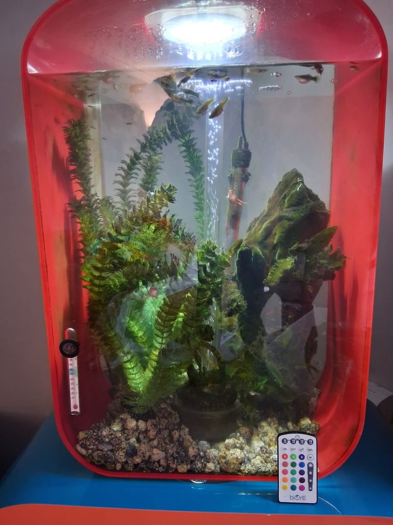 60litre Biorb Aquarium complete with fish