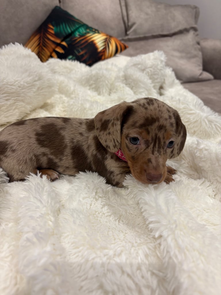 ONLY TWO LEFT ❤️❤️…….Beautiful litter of dachshund puppies 