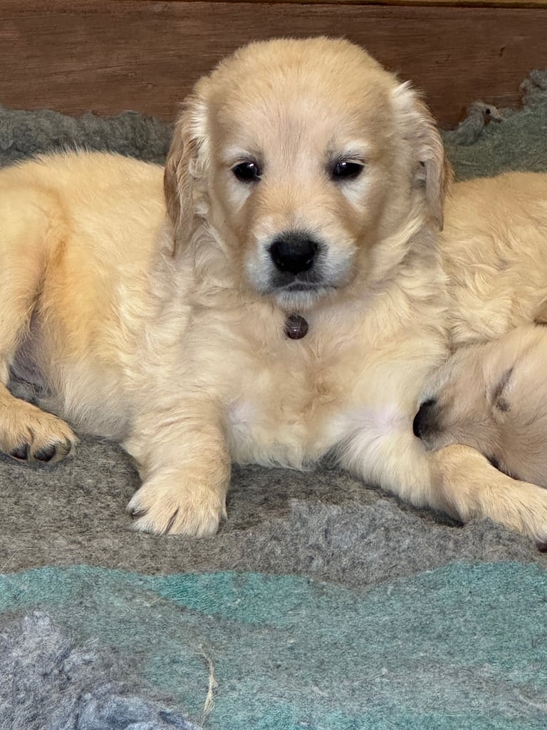 image for Golden Retriever puppies (Females)