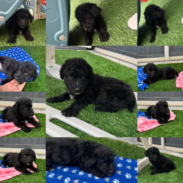Jackapoo Puppys 
