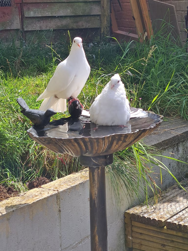 Fantail dove/pigeon food