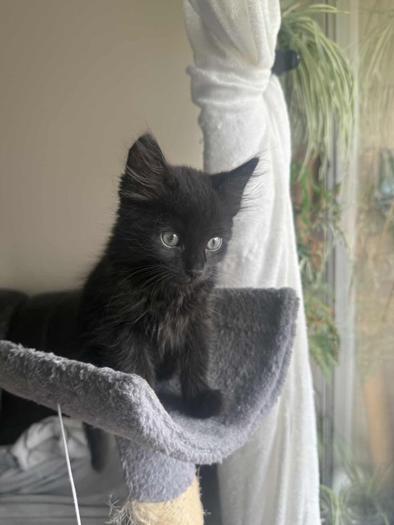 Three Adorable Longhair Kittens 