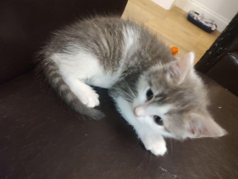 Three stunning kittens available this weekend 
