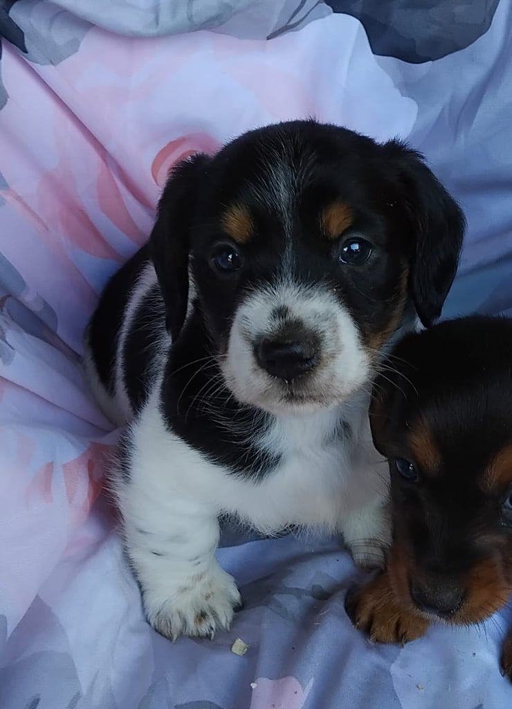 Two black and white boy puppys available 