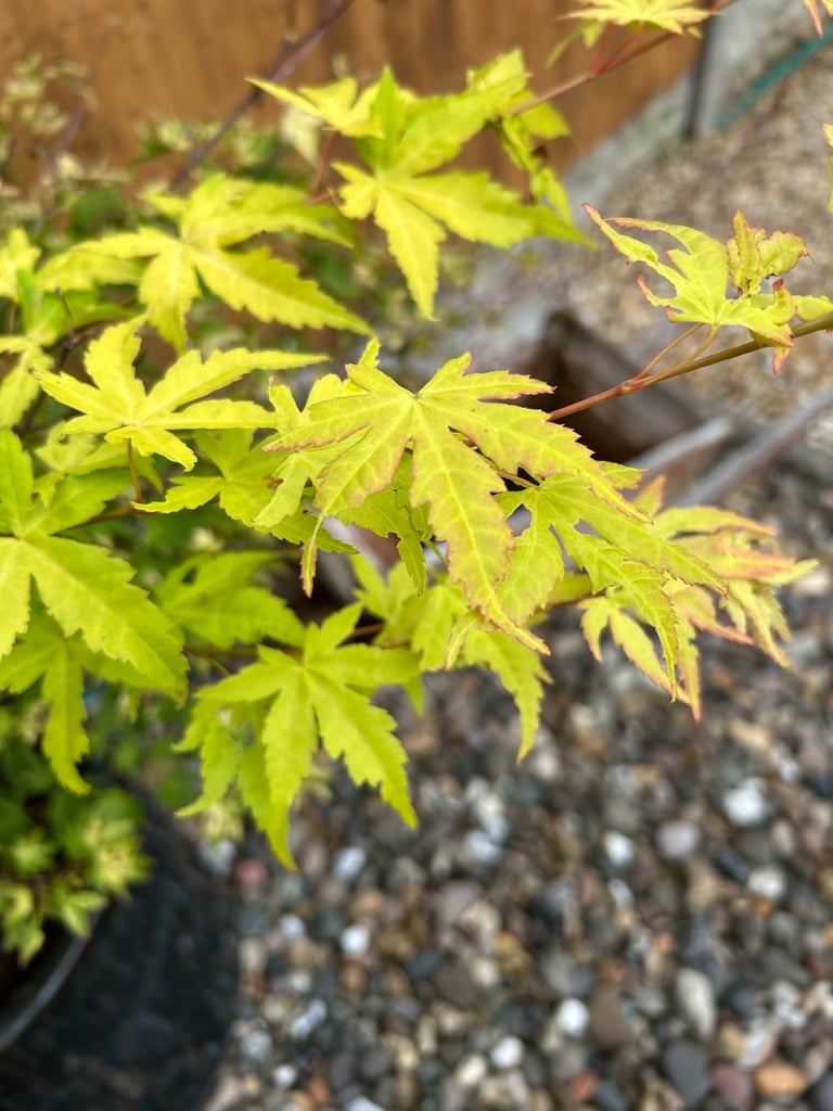 image for Acer with pot