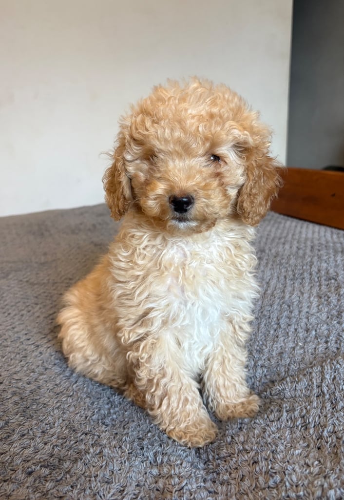 Cockapoo puppy F1B