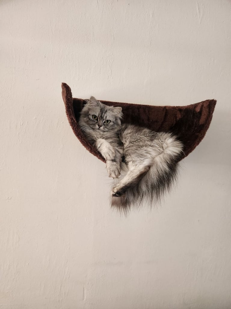 Persian (chinchilla)