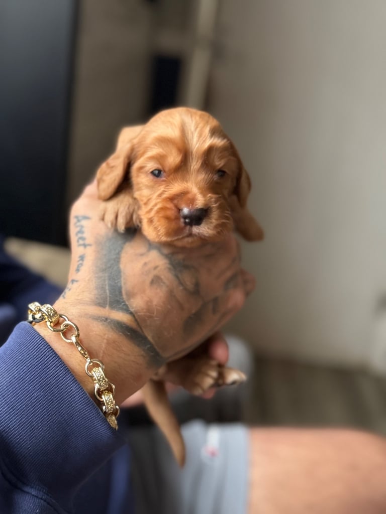 Gorgeous litter of cocker spaniel pups 