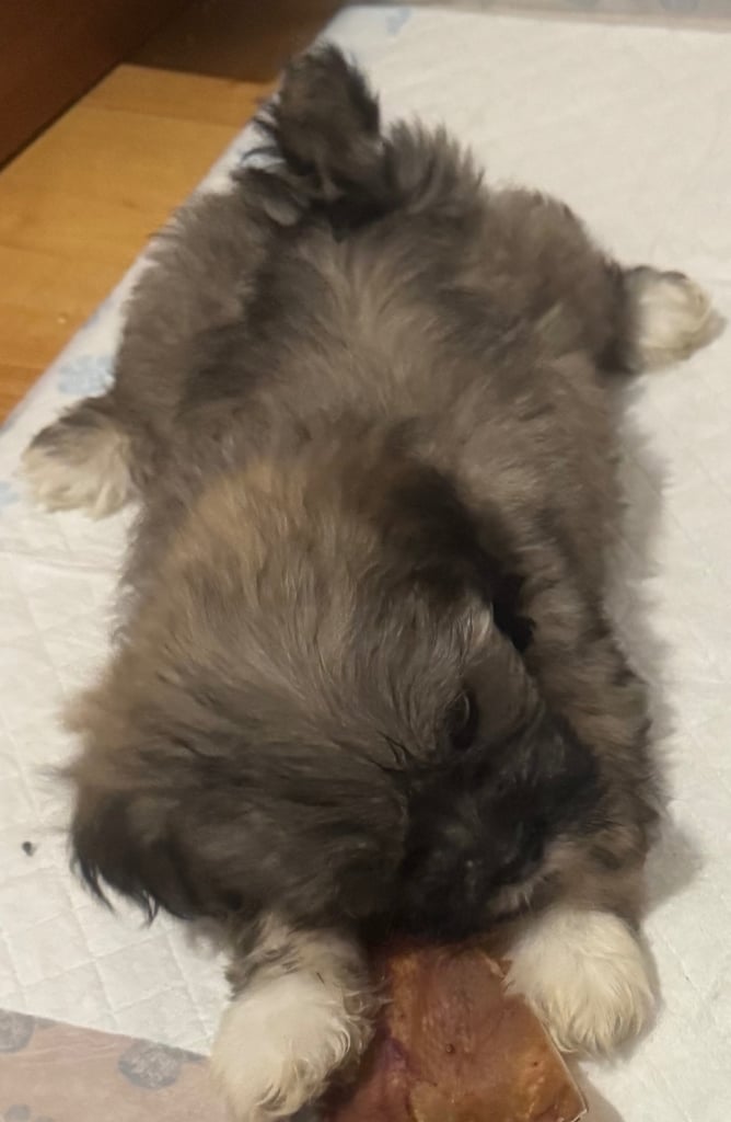 Lhasa apso puppies 