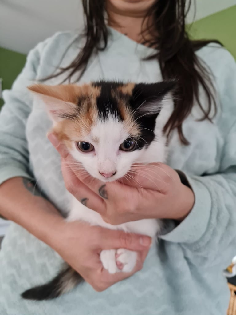 ✨🐾 4 Beautiful Calico Girl Kittens Looking for Loving Homes 🐾✨