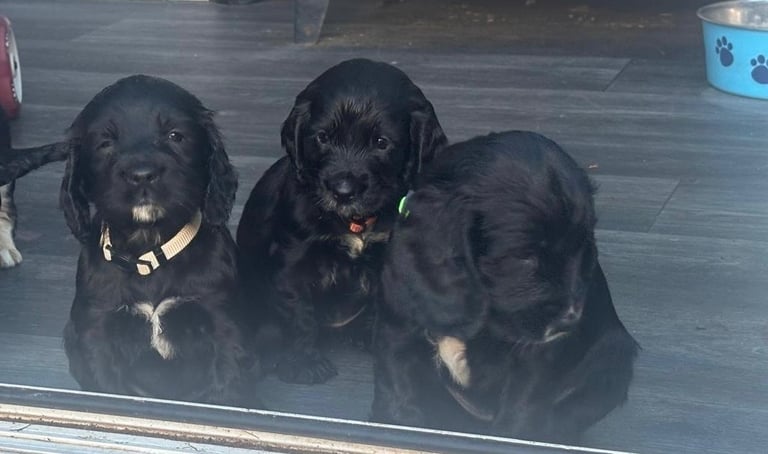 Beautiful cocker spaniels 