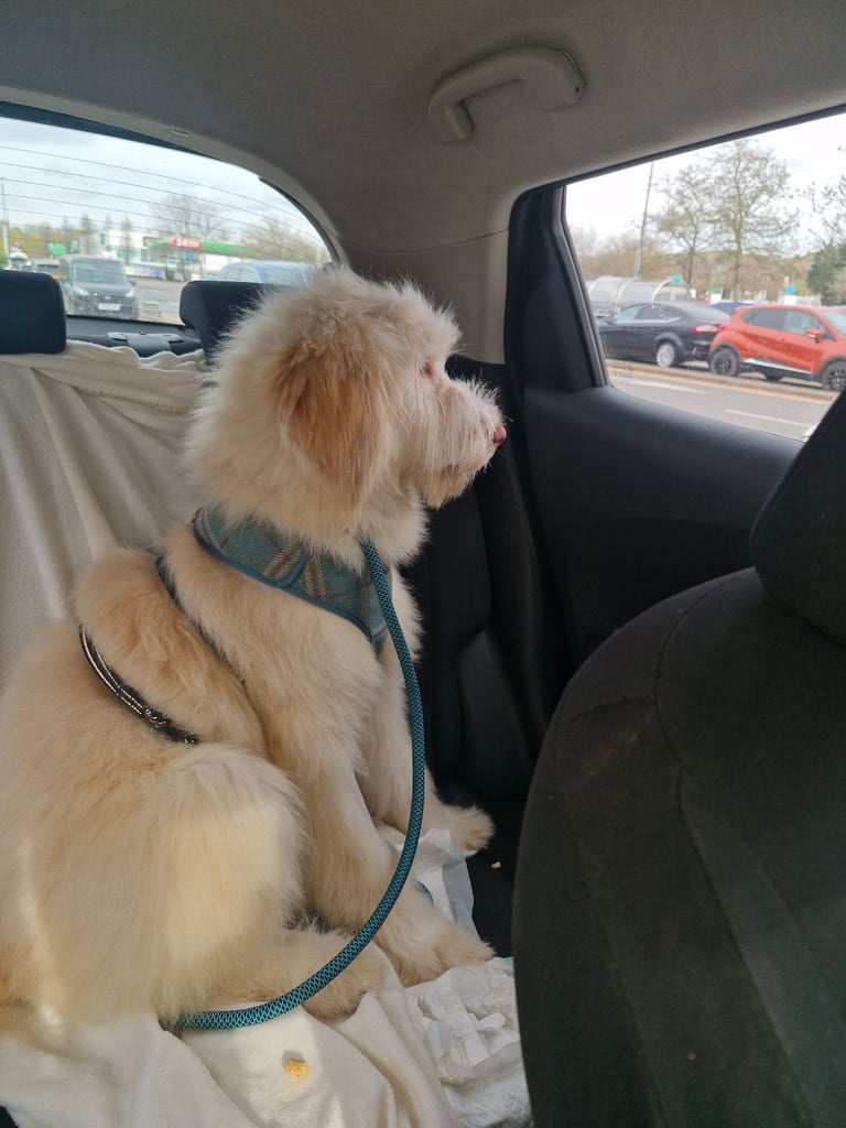 Italian spinone cross?puppy 