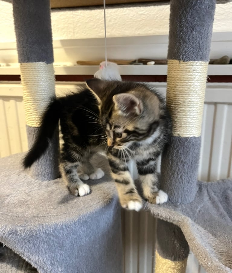 🐾 Gorgeous Male Kittens Looking for Loving Homes 🐾