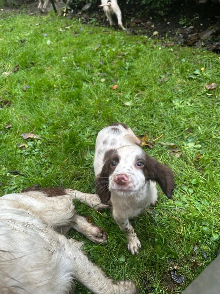 Springer spaniel pups 