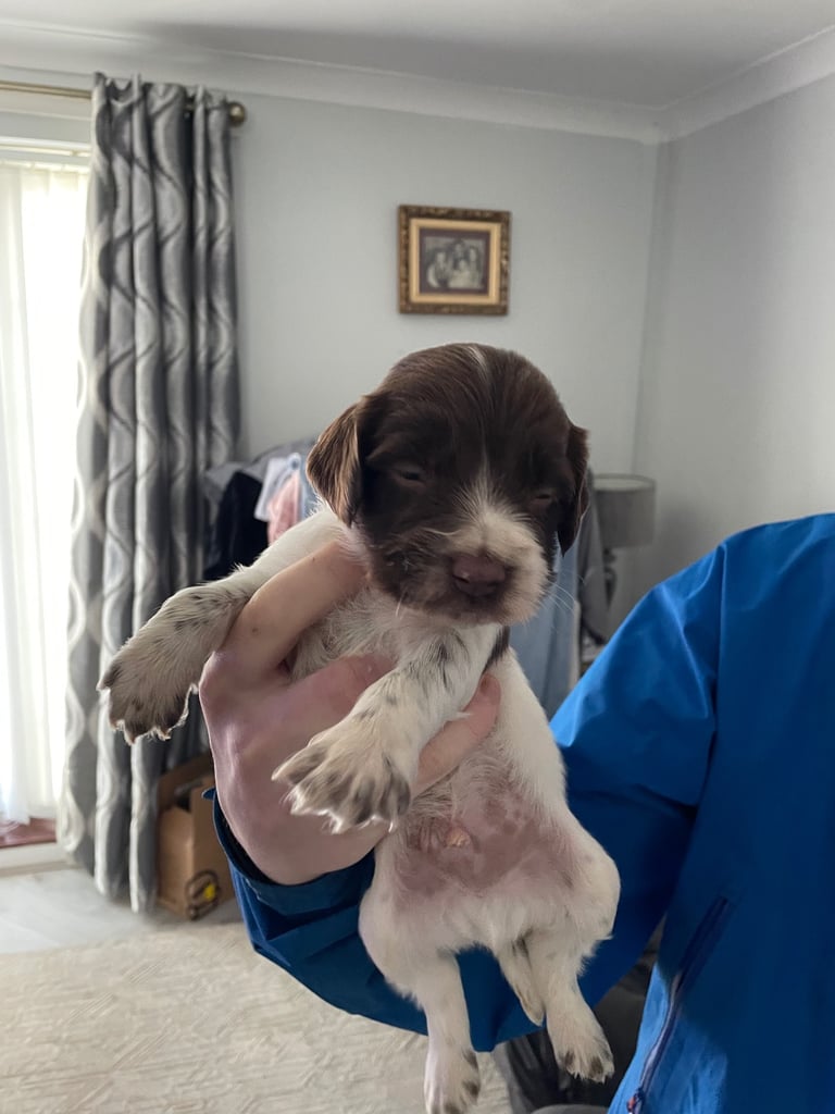 Springer spaniels for sale