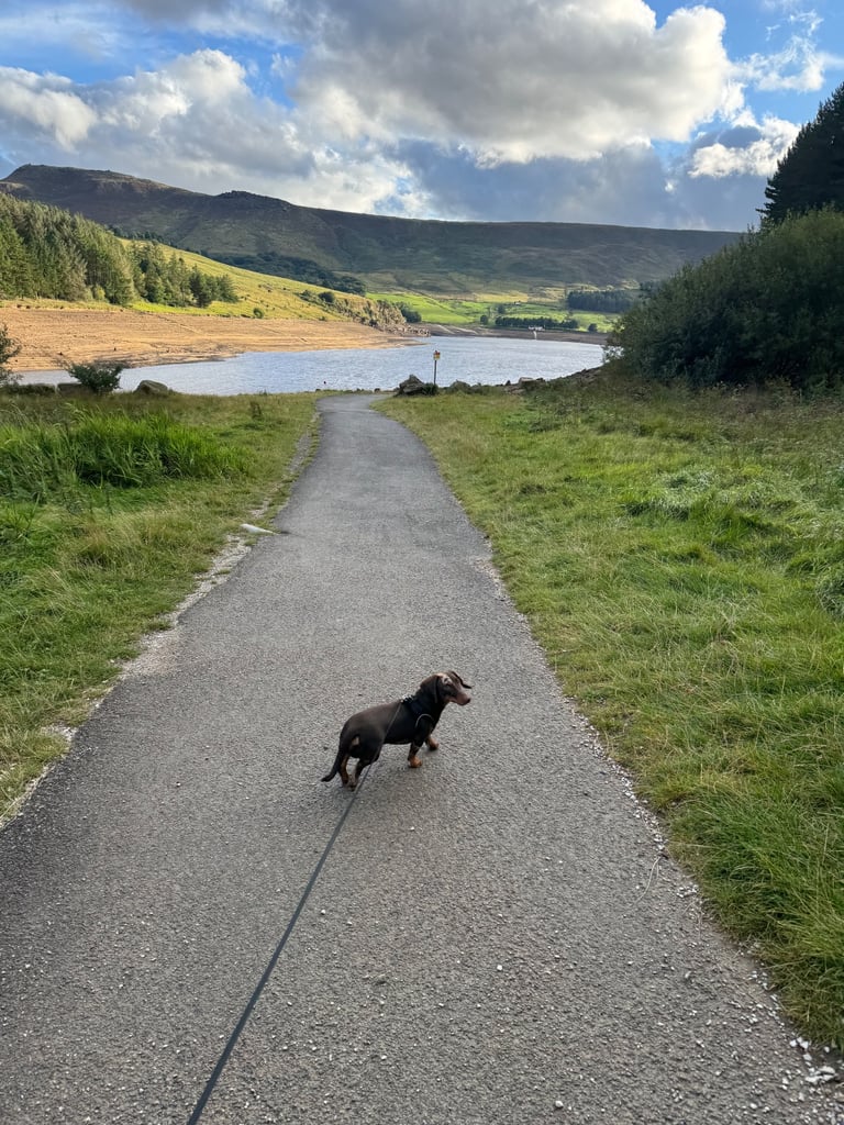 Boy miniature dachshund 