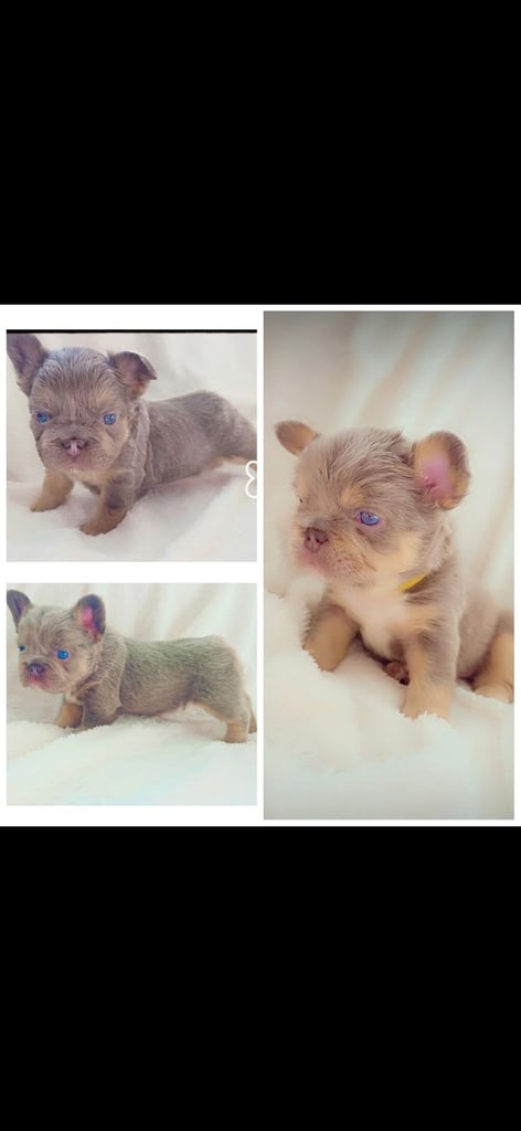 Fluffy isabella and tan frenchbulldogs READY TO LEAVE NOW