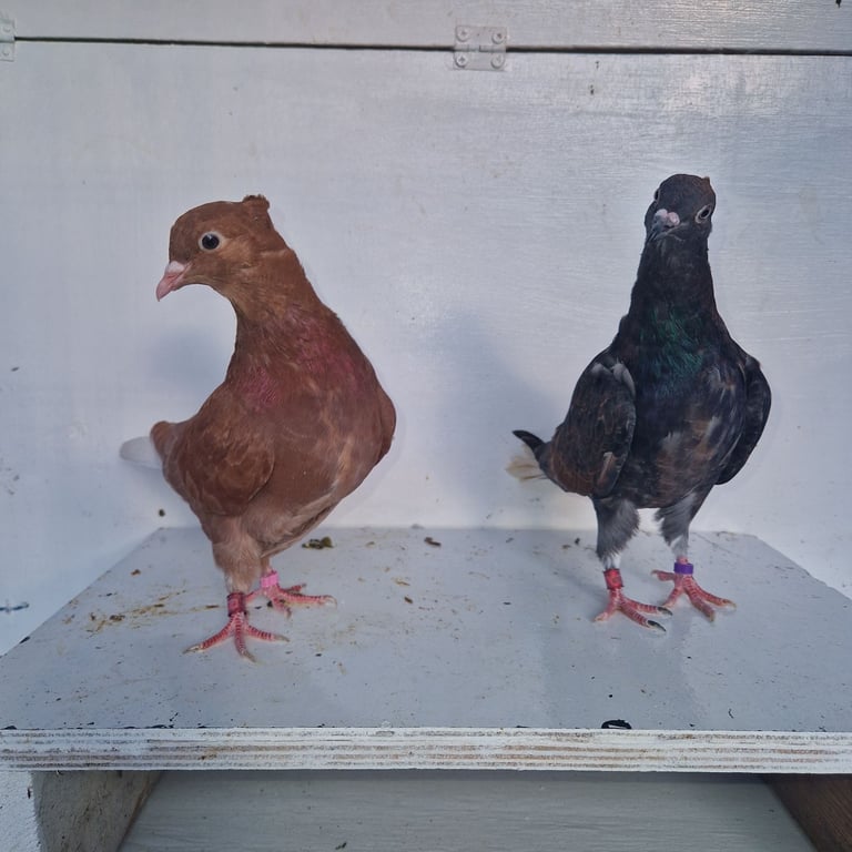 Serbian highflyers for sale 