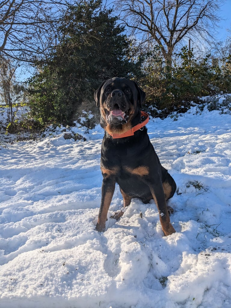 Rottweiler 