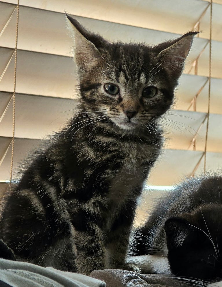 4 Fluffy kittens for sale
