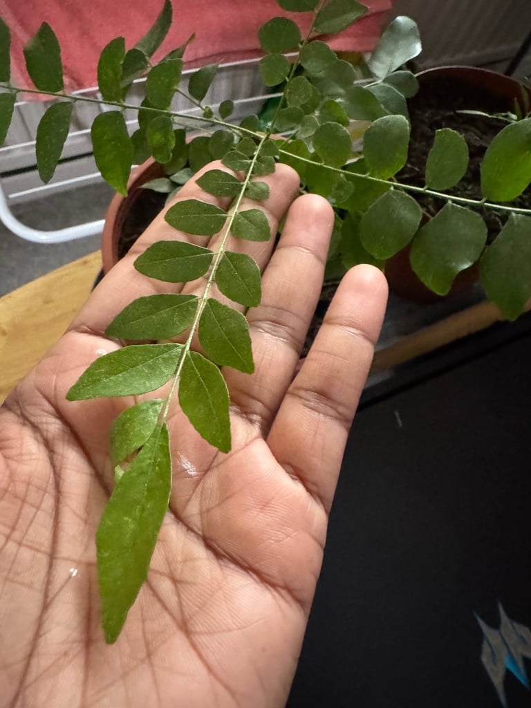 Curry leaf plant