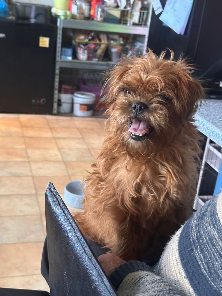 1 Male Puppy Poodle xx Boarder Terrier