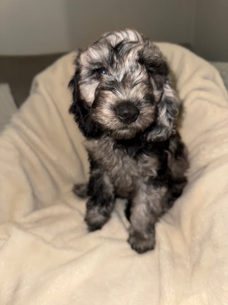F1 Cockapoo puppies