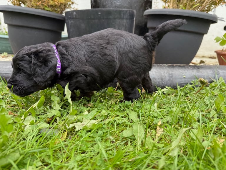 Cockapoo Girl Puppy F1 : 6weeks Old