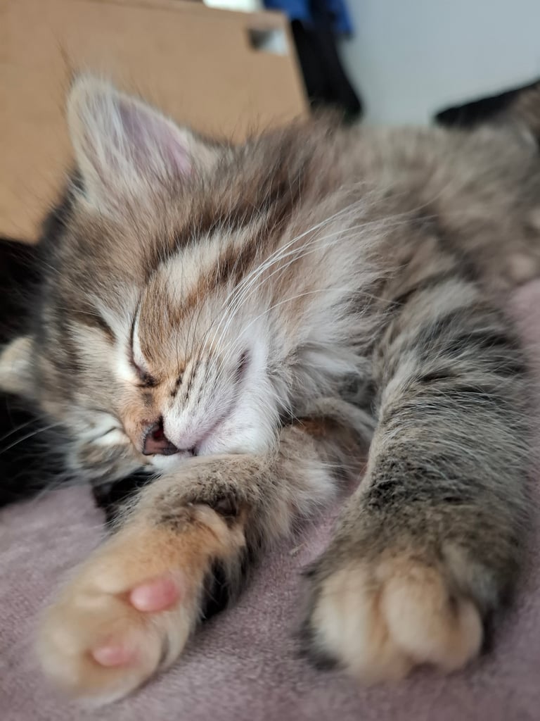 4 very fluffy kittens 8 weeks and Salem 4 months