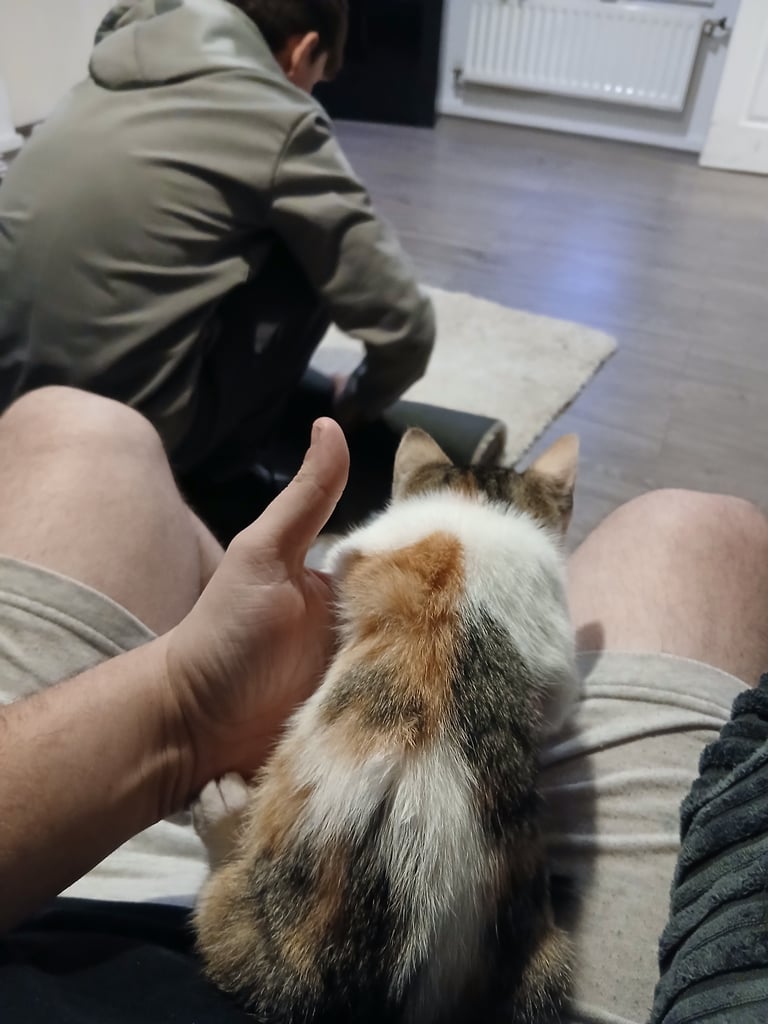 Boy and girl kittens 