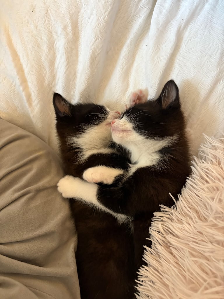 Kittens