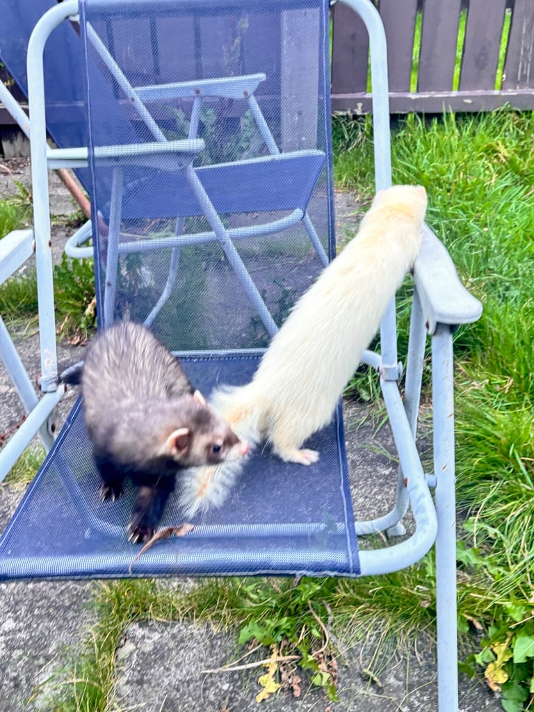 2 Ferrets 