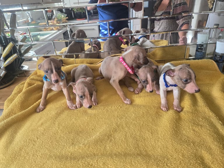 Whippet pups for sale 